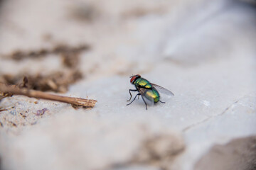 A close up of  a common green fly with its eyes protruding  in an open  space above a solitary and difuse white rock 