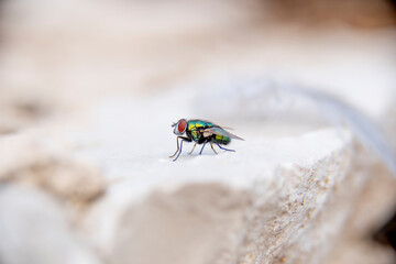 A close up of  a common house green fly with its eyes protruding  in an open  space above a solitary and difuse white rock 