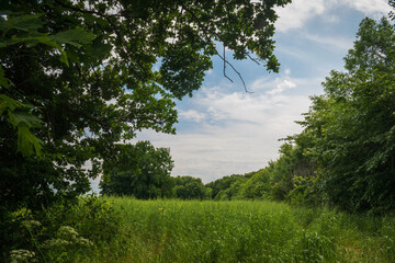 Beautiful edge of the green forest