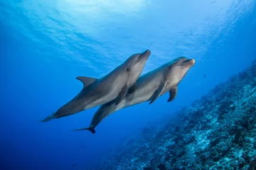 Fotobehang dolphins underwater © Tropicalens