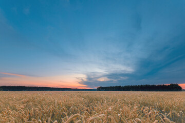 Ripening rye field under the beautiful colorful summer sunset sky with clouds. Rural landscape.