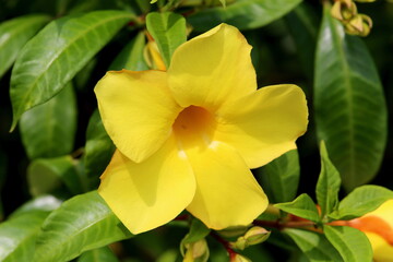 Naklejka premium Spring flower with five petals