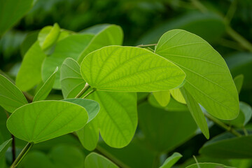 Obraz na płótnie Canvas Green leaves with clear leaf patterns