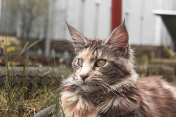 A close up portrait of cat Maine Coon. Cat lie on the outdoor among the grass. Beautiful yellow cat eyes. Animal don't looking at the camera. Selective focus.