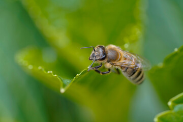 Bee on a leaf in the garden