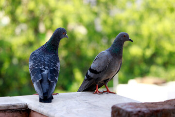 two pigeons on the wall