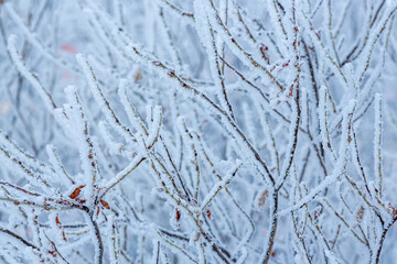 Snow and rime ice on the branches of bushes. Beautiful winter background with trees covered with...