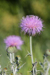 Purple Flower Thistle