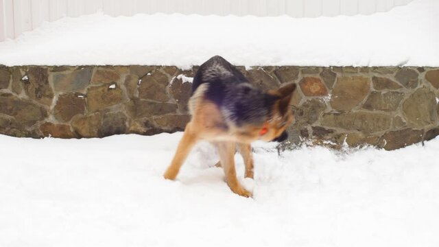 Adult dog German shepherd chasing the tail. The animal spinning and bites itself. Excited nervous behavior of the dog. Aggressive and depressive game. Problems of behavior and education.