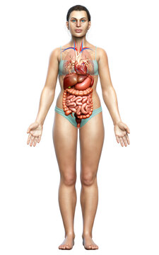 3d rendered medically accurate illustration of Female Digestive System  and heart