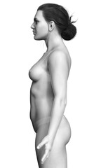 Fototapeta premium 3d rendered illustration of the female body