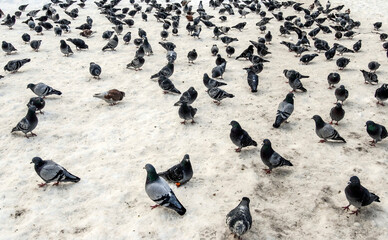 Fototapeta premium Pigeons on snow