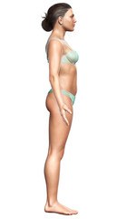 Naklejka premium 3d rendered illustration of the female body