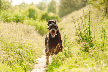 Gordon setter dog running on nature