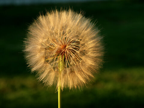 Dandelion