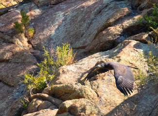 Baby Eagle