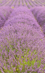 Fototapeta na wymiar Lavender field in Provence, colorful landscape in spring, geometric pattern 