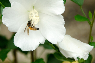 Bee with Beautiful white big hibiscus flower (Hibiscus rosa sinensis) on green nature background.