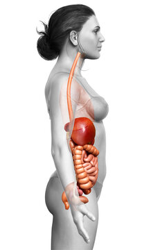 3d rendered medically accurate illustration of  Digestive System