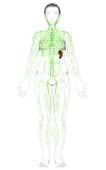 3d rendered medically accurate illustration of a female lymphatic system