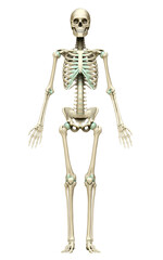 3d rendered, medically accurate illustration of the skeleton system