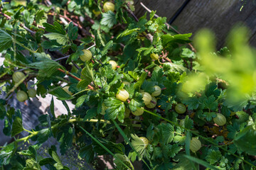 Daylight. gooseberry bush on it is a green berry. ripened. Close-up.