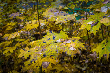 Maple leaves with black spots