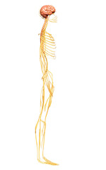 3d rendered medically accurate illustration of the nervous system