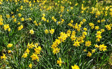 Wild daffodils