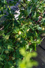 Daylight. gooseberry bush on it is a green berry. ripened. Close-up.