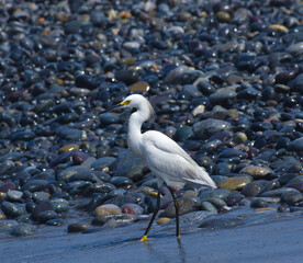 garza descansando en la costa de perú