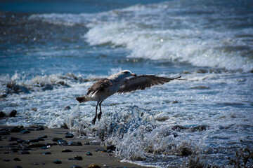 gaviota en salto a las olas 