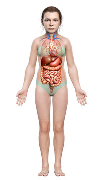 3d rendered medically accurate illustration of young girl Digestive System