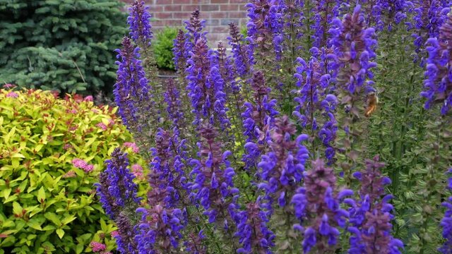 Bees pollinating purple flowers.  The bees fly from flower to flower, while a light wind passes over the scene.