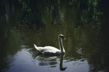 swans on the lake