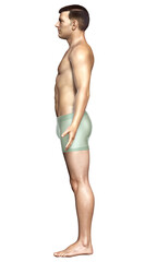 3d rendered illustration of the male body