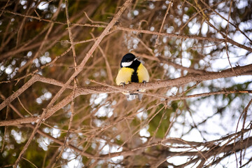 titmouse