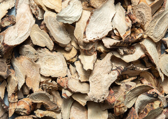 Wood bark texture - close-up