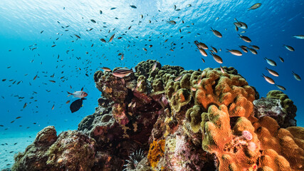 Seascape in turquoise water of coral reef in Caribbean Sea / Curacao with  fish, coral and sponge