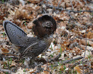 Partridge Bird Stock Photos.   Grouse struts mating plumage.  Image. Portrait. Picture. Autumn season. Mating season. Fan tail. Brown colour feathers plumage.