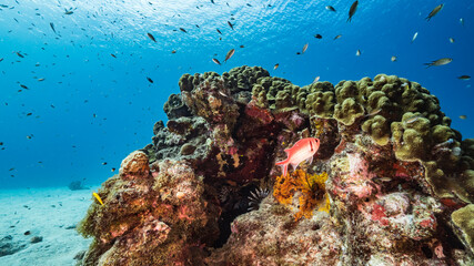 Fototapeta na wymiar Seascape in turquoise water of coral reef in Caribbean Sea / Curacao with Blackbar Solidierfish, coral and sponge