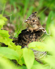 Partridge Bird Stock Photos.  Image. Picture. Portrait.  Head close-up profile view. Autumn season partridge. Brown feathers plumage.