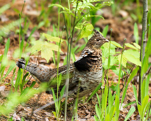 Partridge Bird Stock Photos.  Image. Picture. Portrait.  Autumn season partridge. Brown feathers plumage. Foliage background. Close-up side profile view. 