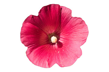 Alcea rosea hollyhock one pink flower isolated on white