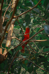 Red parrot on a branch in a bird sanctuary.