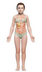 3d rendered medically accurate illustration of young girl Organs Gallbladder Anatomy