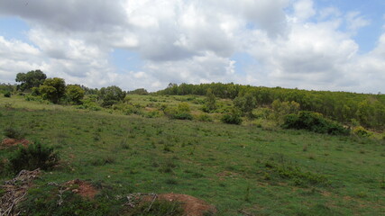 Obraz premium landscape with trees