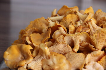 Lots of fresh Chanterelle mushrooms (roosters)