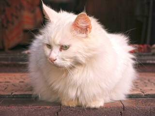 a white furry cat sits on the wooden porch of a rural house