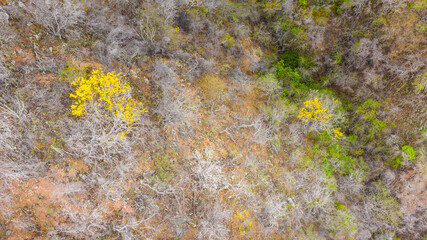 Scenery with yellow Kibrahacha trees on island of Curacao / Caribbean